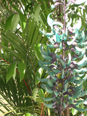 Picture of Flores de jade e clerodendros. Photo number 3809120868 by Pousada Pé na Areia - Charming, fully decorated sea facing chalets located on Boiçucanga beach, on São Paulo northern shore. Boiçucanga is a beach with calm waters and woundrous sunset, surrounded by the Atlantic Rainforest and by very good restaurants. There also is a complete services infrastructure that includes supermarkets and shopping malls. You can find all that and much more at “Pé na Areia” (aka “Esquina da Mentira”), the perfect place for spending your vacations and weekends, or even having your own house at the sea.