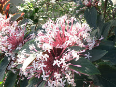 Clerodendro, uma espécie de trepadeira. Picture of Flores de jade e clerodendros. Photo number 3809119484 by Pousada Pé na Areia - Charming, fully decorated sea facing chalets located on Boiçucanga beach, on São Paulo northern shore. Boiçucanga is a beach with calm waters and woundrous sunset, surrounded by the Atlantic Rainforest and by very good restaurants. There also is a complete services infrastructure that includes supermarkets and shopping malls. You can find all that and much more at “Pé na Areia” (aka “Esquina da Mentira”), the perfect place for spending your vacations and weekends, or even having your own house at the sea.